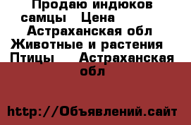 Продаю индюков самцы › Цена ­ 2 500 - Астраханская обл. Животные и растения » Птицы   . Астраханская обл.